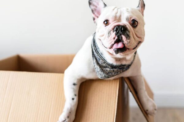 Moving can be stressful on everyone making the trip, even the pets!